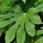 Fatsia japonicaLeaf