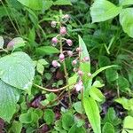 Pyrola asarifolia Blomma