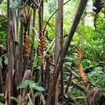 Heliconia danielsiana Staniste