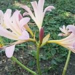 Lycoris squamigera Blomst