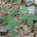 Geranium versicolor Deilen