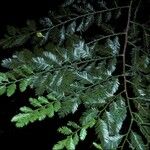 Dacrycarpus imbricatus Rhisgl
