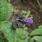 Cynoglossum microglochin Natur