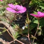 Geranium psilostemon ശീലം