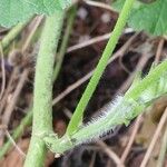 Malva sylvestris Bark