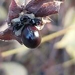 Rhodotypos scandens Φρούτο