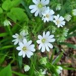 Stellaria palustrisKvět