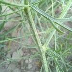 Centaurea virgata Leaf