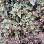 Lindenbergia indica Leaf