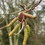 Alnus glutinosa Blüte