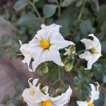 Solanum chacoense Λουλούδι