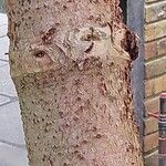 Araucaria biramulata Bark