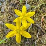 Hypoxis juncea Flor