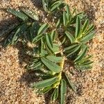 Euphorbia polygonifolia Hoja