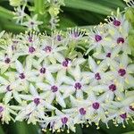 Eucomis pallidiflora Flower