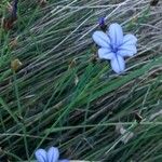 Aphyllanthes monspeliensis Blomma