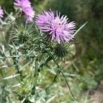 Galactites tomentosusBlomma