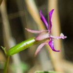 Clarkia rhomboidea Blüte