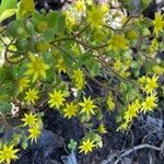 Aichryson divaricatum Flor