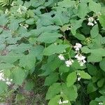 Apocynum androsaemifolium Цветок