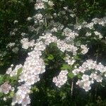 Crataegus laevigataFlower
