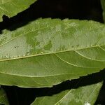 Celtis iguanaea Ліст