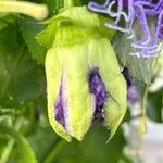 Passiflora cincinnata 花