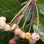 Guettarda viburnoides Fruit