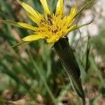 Tragopogon dubius 花