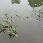 Sagittaria sagittifolia Tervik taim