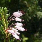 Erica multiflora Virág