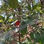 Arbutus unedo Bark