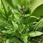 Cynoglossum officinale Autre