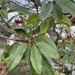 Photinia davidiana 叶