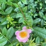 Rosa rubiginosa Feuille