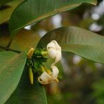 Picralima nitida Flor
