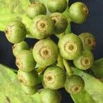Dendropanax caucanus Fruit