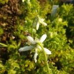 Blumenbachia hieronymi Flower