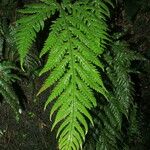 Triplophyllum hirsutum Leaf