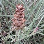 Prunella laciniata Fula