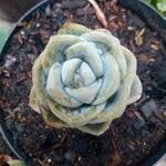 Echeveria laui ഇല