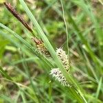 Carex flacca Žiedas
