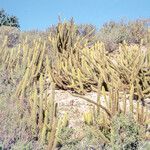Bergerocactus emoryi Hábito