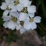 Achillea erba-rotta Blüte