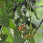 Plinia guanacastensis Gyümölcs