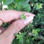 Cuphea carthagenensis Flower