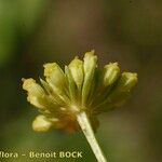 Seseli peucedanoides Fruto