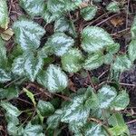 Lamium galeobdolonFrunză