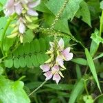 Abrus precatorius Flower