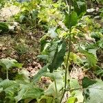 Arctium amplissimum